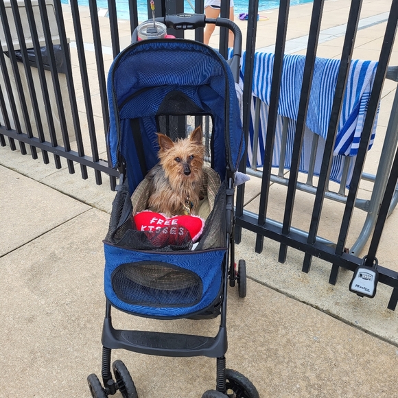 My yorkie has passed my heart is broken ๐ But Above My New Puppy A Fab Gift - Picture 2 of 14